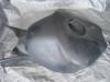 06-07 Honda CBR 1000RR Fuel Tank Cover 